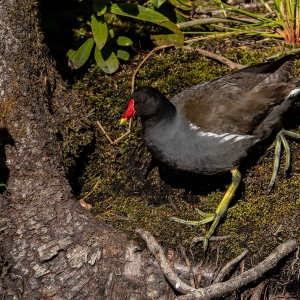 Redwell   26 05 2020   D500   Les 654.jpg